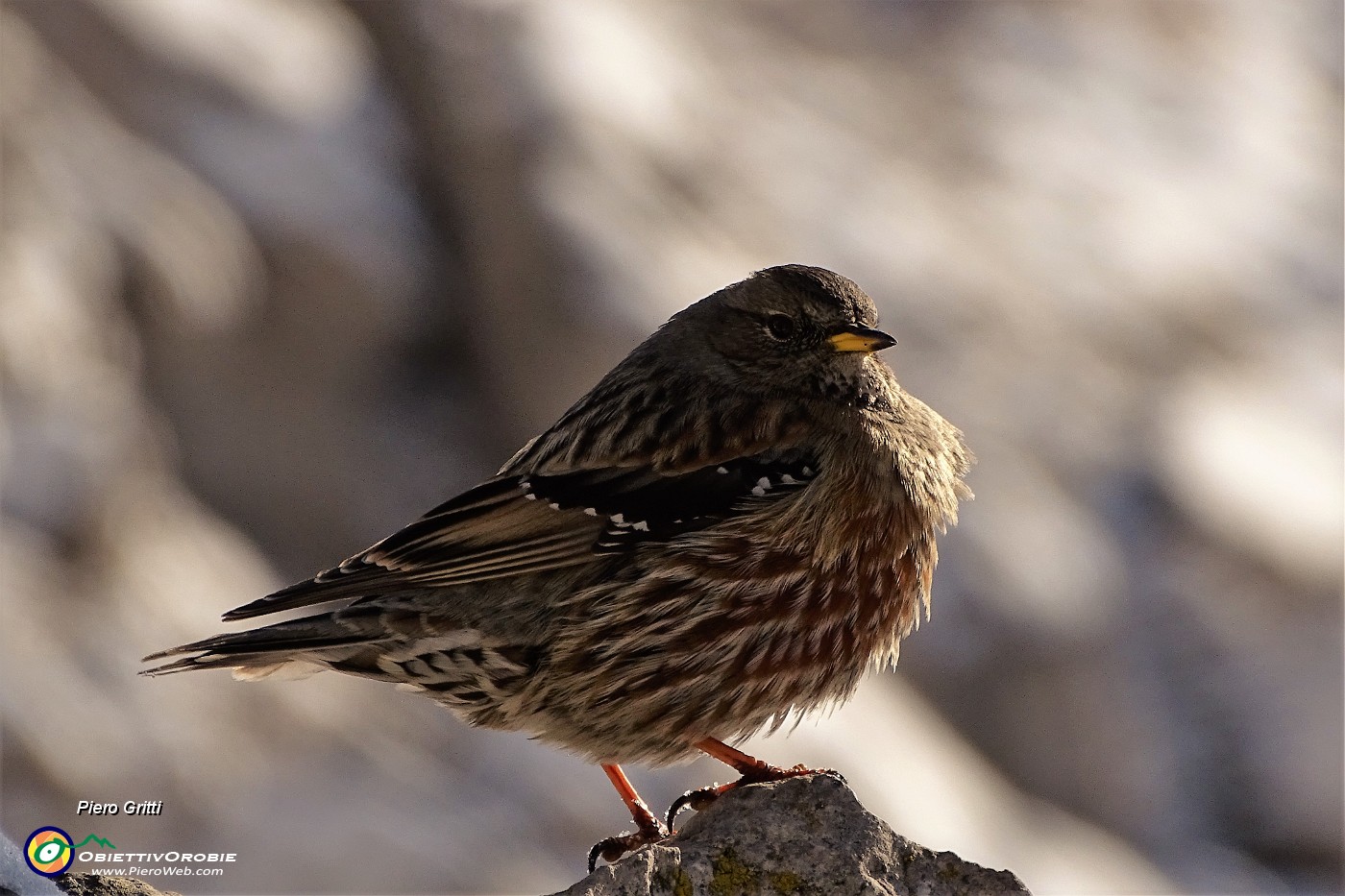 58 Piacevole visita ravvicinata di un bel sordone alpino ('prunella collaris').JPG